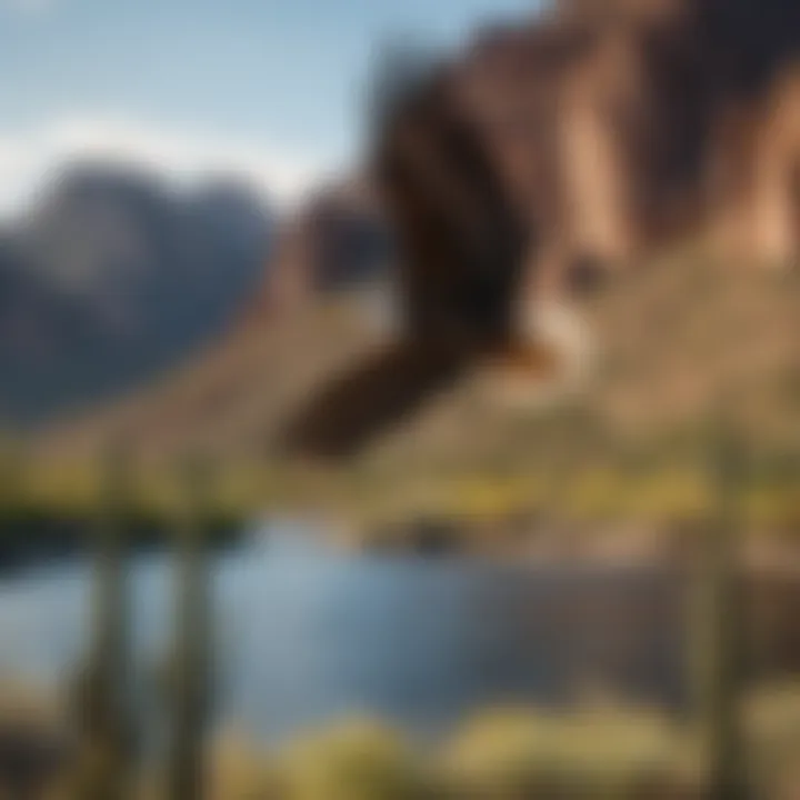 Eagle soaring high above the picturesque Saguaro Lake