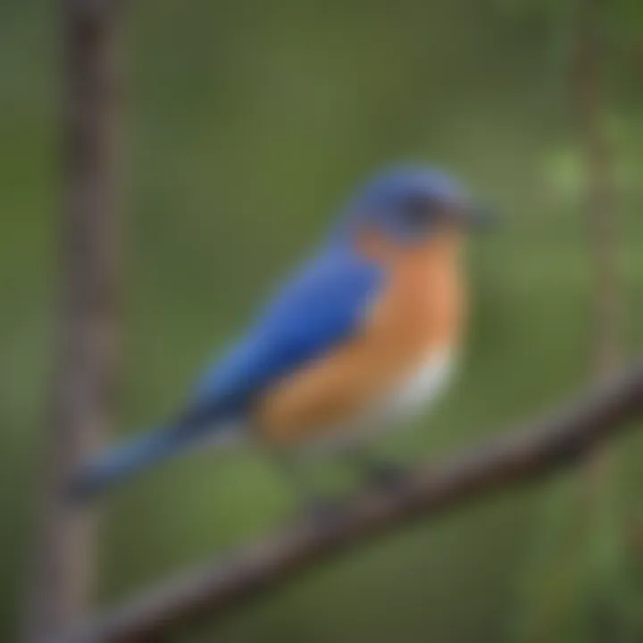 Colorful Eastern Bluebird perched on a tree branch