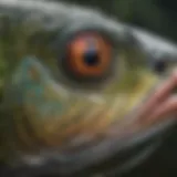 A selection of vibrant fly patterns for trout fishing in lakes