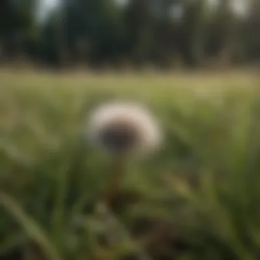 Thistle-resistant grass seed variety