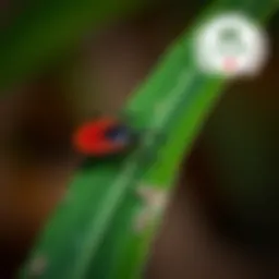 Close-up of a tick on a leaf