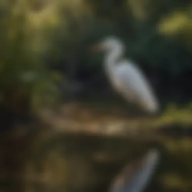 Egret standing gracefully in the tranquil pond