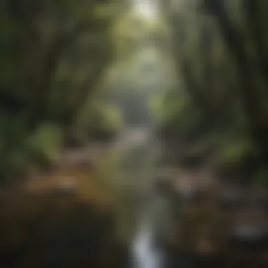 Serene River Crossing in El Yunque Rainforest