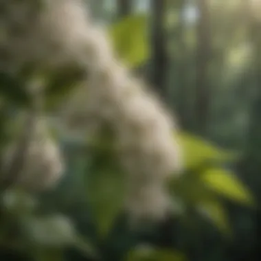 Enchanting Elderberry Blossom Ethereal Elderberry Blossom