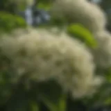 Close-up view of elderberry flower clusters in full bloom