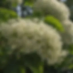 Close-up view of elderberry flower clusters in full bloom