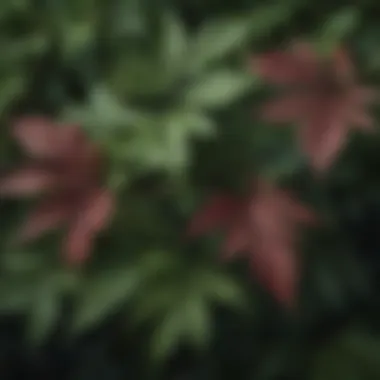 Detailed image showcasing elderberry leaves with unique textures