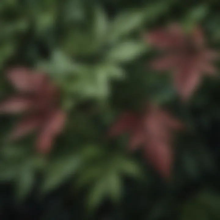 Detailed image showcasing elderberry leaves with unique textures