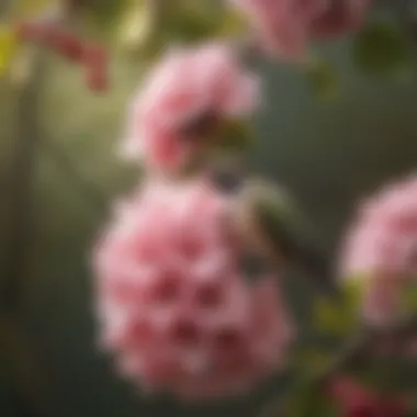 Elegant Cherry Tree Blooms Elegant Cherry Tree Blooms Nurturing Hummingbird Habitat