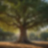 Elegant Mulberry Tree in California