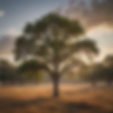 Elegant Slim Oak Tree in Texas Prairie Elegant Slim Oak Tree in Texas Prairie