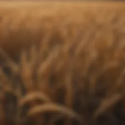 Field of golden wheat in Elkhart Kansas