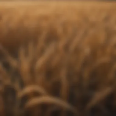 Field of golden wheat in Elkhart Kansas
