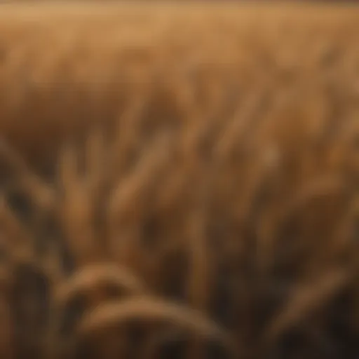 Field of golden wheat in Elkhart Kansas