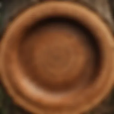 Empress tree trunk displaying rings of growth