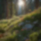 Flora Diversity in Alpine Meadows Flora diversity in alpine meadows