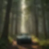Lush Green Canopy in American Forests