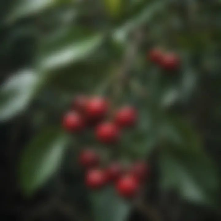 Enchanting Cherry Laurel Berries