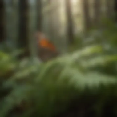 Butterfly resting on a delicate fern in the midst of the forest meadow