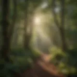 Sunlight filtering through lush canopy in Portland National Park