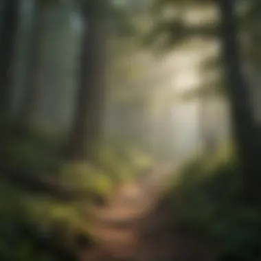 Enchanting Trail Enchanting forest trail at Black Mountain
