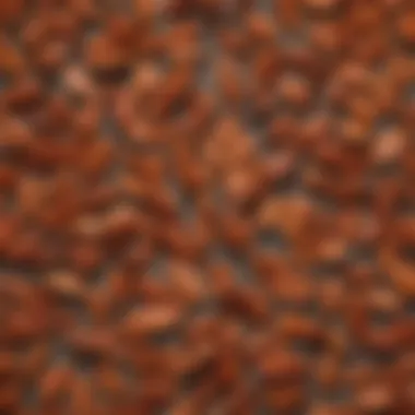 Illustration of Maple Tree Seeds Illustration of Maple Tree Seeds