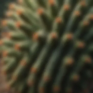 Intricate Leaf Patterns Intricate Patterns of Cactus-Like Plant's Spiky Leaves