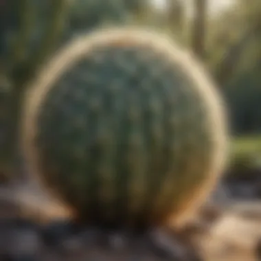 Resilience in Adversity Resilience in Adversity: Cactus-Like Plant Thriving in Arid Conditions