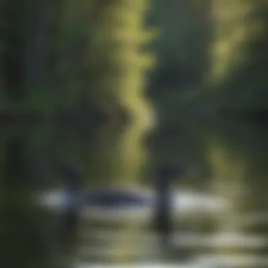 Close-up of loon calling with ripples forming in the water