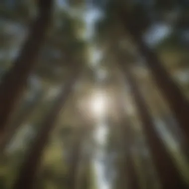 Sunlight filtering through the needles of a unique pine species in Lincoln