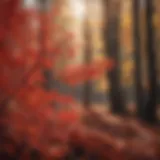 Vibrant red witch hazel leaves in dappled sunlight