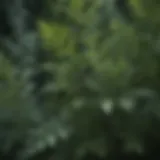 Enigmatic Wormwood Plant Leaves