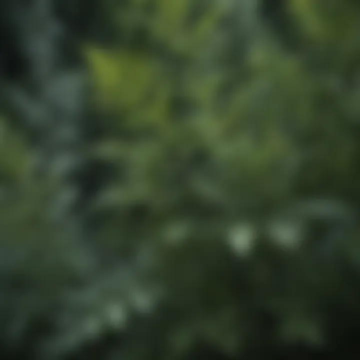 Enigmatic Wormwood Plant Leaves