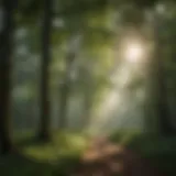 Lush green forest canopy with sunlight filtering through