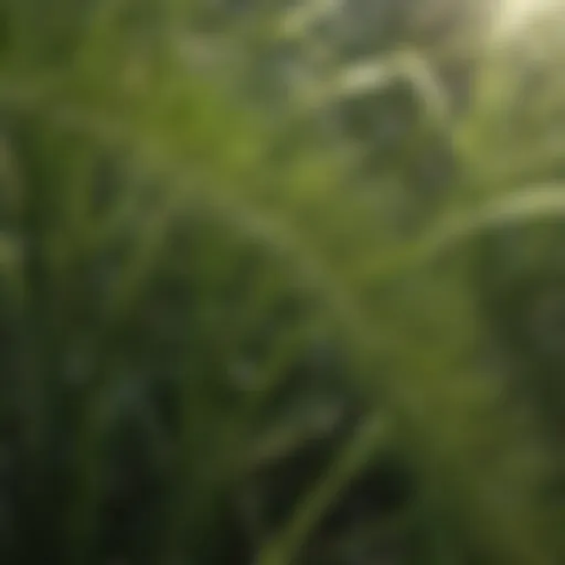 Close-up of Eremochloa ophiuroides leaves showcasing their unique texture.