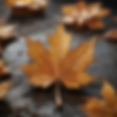 Close-up of maple leaf symbolizing authentic syrup origin