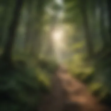 A winding trail through a lush green forest