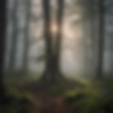 Ethereal Fog Embracing Trees