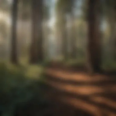 Ecological Benefits of Eucalyptus Ecological benefits of eucalyptus in forestry
