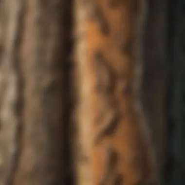 Close-up of ash tree bark showing signs of disease