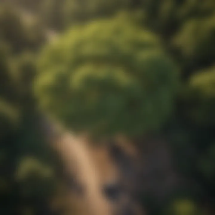 Aerial view of a healthy ash tree in a forest setting