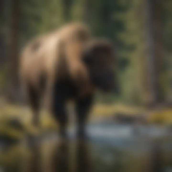 Wild Encounters in Yellowstone Diverse wildlife in Yellowstone National Park