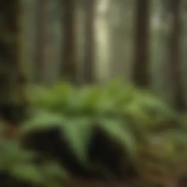 Lush Ferns in Olympic National Forest