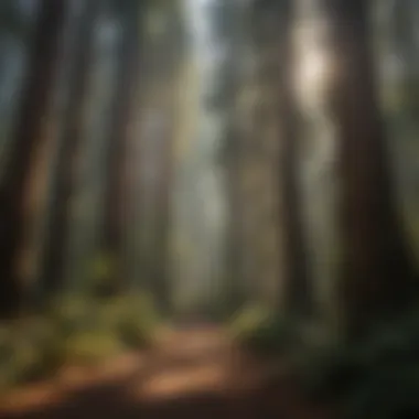 Majestic Redwood Canopy Majestic Redwood Canopy