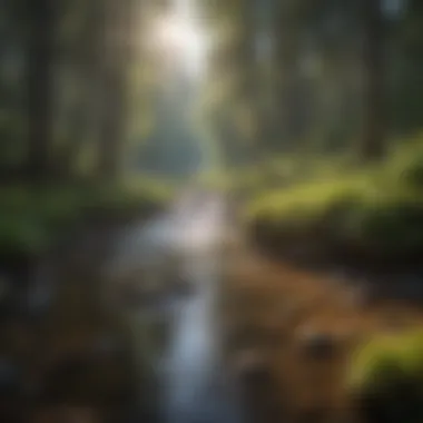 A serene forest stream meandering through the landscape