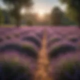 Aromatic Lavender Field