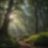 Lush forest canopy in Asheville
