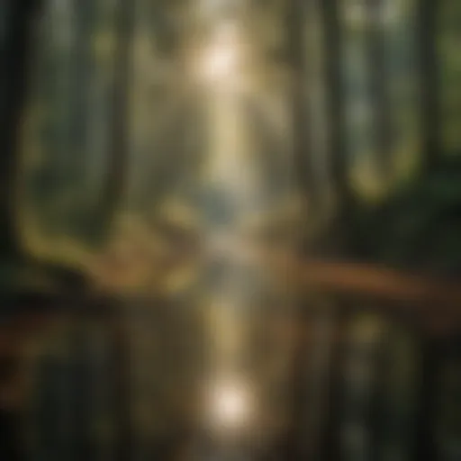 Captivating Forest Canopy Reflections Forest Canopy Reflections