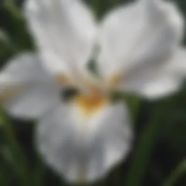 Ethereal White Iris with Delicate Veins