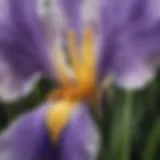 Exquisite Iris Petals Unfolding